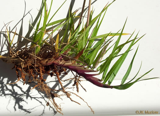 image of Paspalum notatum, Bahia-grass