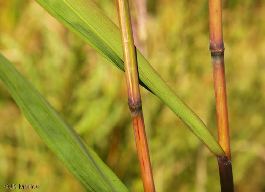 image of Erianthus contortus, Bent-awn Plumegrass