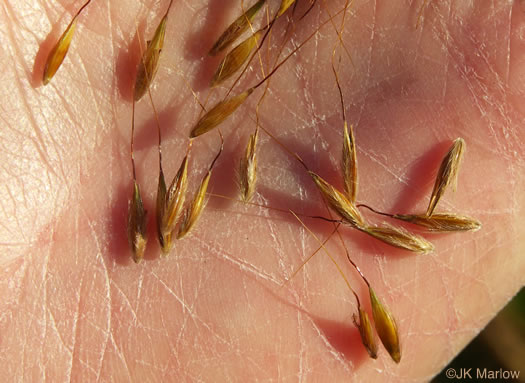 Sorghastrum nutans, Yellow Indiangrass, Prairie Indiangrass