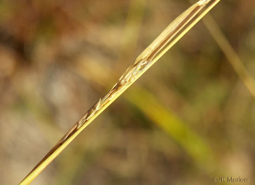 Sporobolus clandestinus, Rough Dropseed