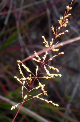 Sporobolus junceus, Sandhills Dropseed, Pineywoods Dropseed