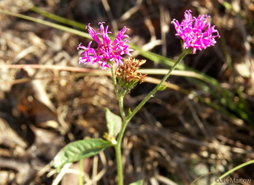 image of Vernonia acaulis, Stemless Ironweed, Carolina Ironweed, Flatwoods Ironweed