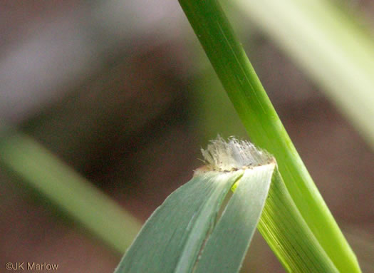 image of Panicum virgatum var. virgatum, Switchgrass, Prairie Switchgrass