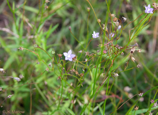 image of Wahlenbergia marginata, Wahlenbergia, Asian Rockbell, Asiatic bellflower, Southern Rockbell