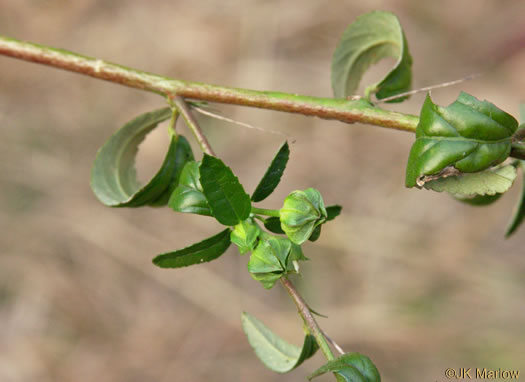 image of Sida spinosa, Prickly Fanpetals, Prickly Sida, Prickly Mallow, False-mallow