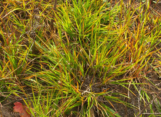 image of Schizachyrium scoparium var. scoparium, Common Little Bluestem