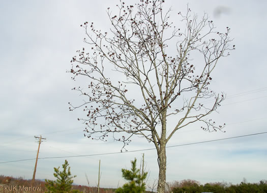 image of Carya illinoinensis, Pecan