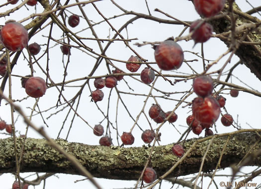 image of Diospyros virginiana, American Persimmon, Possumwood, Simmon