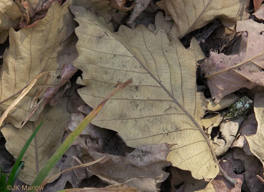 Quercus michauxii, Swamp Chestnut Oak, Basket Oak