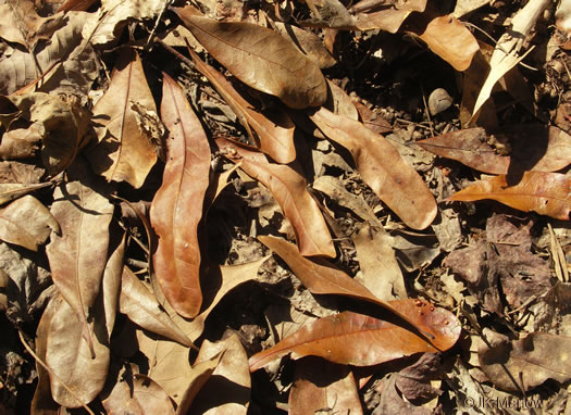 image of Quercus laurifolia, Laurel Oak, Swamp Laurel Oak, Diamond Leaf Oak