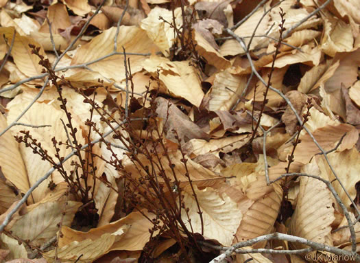 image of Epifagus virginiana, Beechdrops