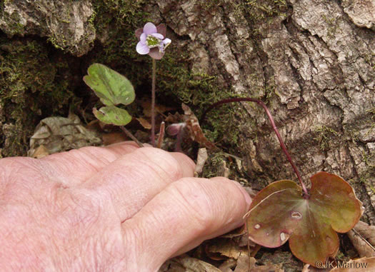 image of Hepatica americana, Round-lobed Hepatica, Round-lobed Liverleaf