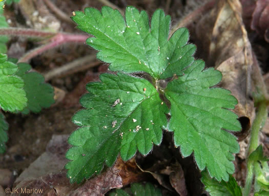 image of Potentilla indica, Indian Strawberry, Mock Strawberry