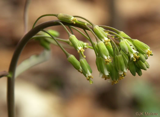 image of Borodinia laevigata, Common Smooth Rockcress