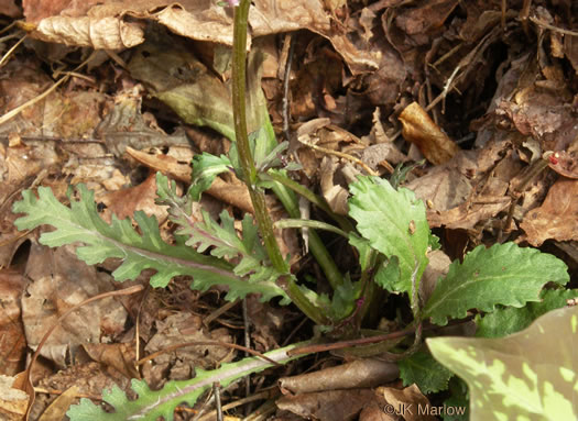 image of Packera obovata, Roundleaf Ragwort, Roundleaf Groundsel, Spatulate-leaved Ragwort, Running Ragwort