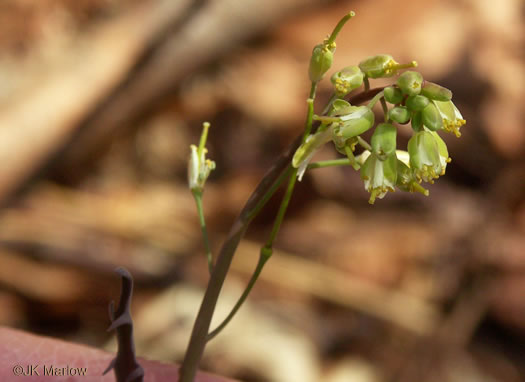 image of Borodinia laevigata, Common Smooth Rockcress