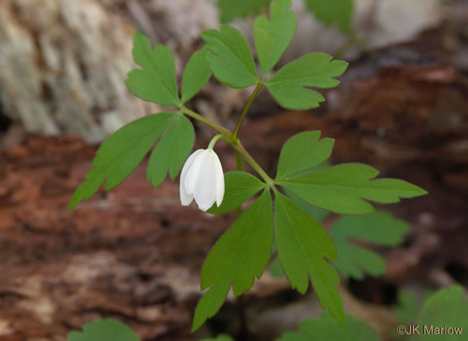 image of Anemone quinquefolia, Wood Anemone