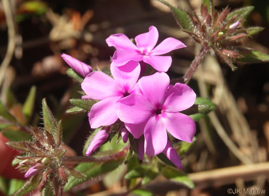 image of Phlox amoena, Hairy Phlox, Chalice Phlox