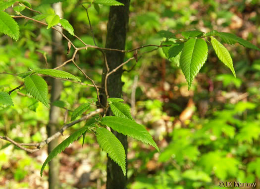 image of Ulmus serotina, September Elm, Rock Elm