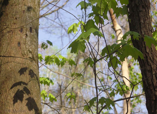 image of Acer nigrum, Black Maple