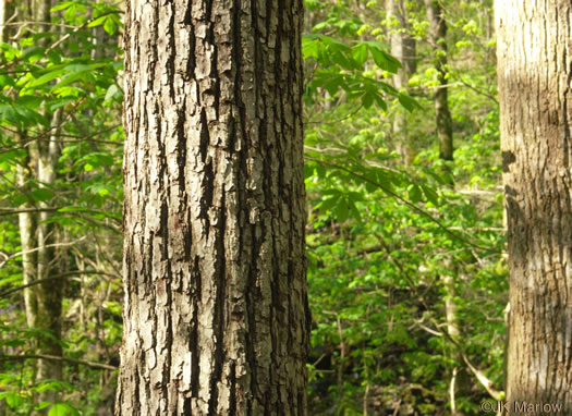 image of Juglans cinerea, Butternut, White Walnut