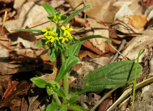 image of Lithospermum tuberosum, Southern Stoneseed