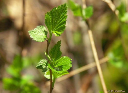 image of Neviusia alabamensis, Alabama Snow-wreath, Neviusia