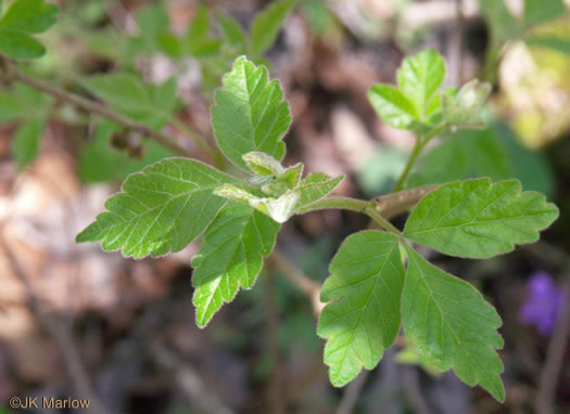 image of Rhus aromatica var. aromatica, Fragrant Sumac, Squawbush