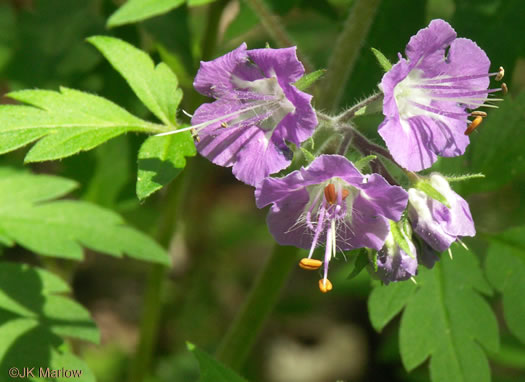 image of Phacelia bipinnatifida, Fernleaf Phacelia, Purple Phacelia, Forest Phacelia