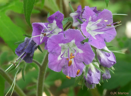 image of Phacelia bipinnatifida, Fernleaf Phacelia, Purple Phacelia, Forest Phacelia