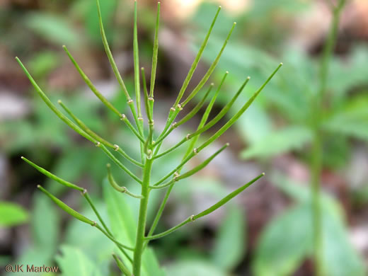 image of Cardamine concatenata, Cutleaf Toothwort