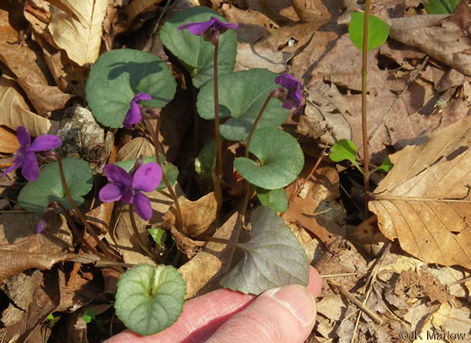 image of Viola walteri, Walter's Violet, Prostrate Blue Violet