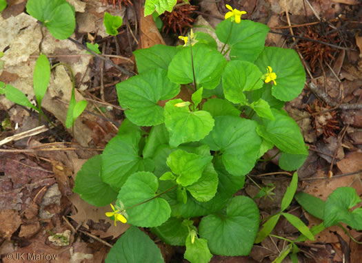 image of Viola eriocarpa, Smooth Yellow Forest Violet, Smooth Yellow Violet