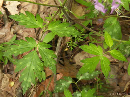 image of Phacelia bipinnatifida, Fernleaf Phacelia, Purple Phacelia, Forest Phacelia