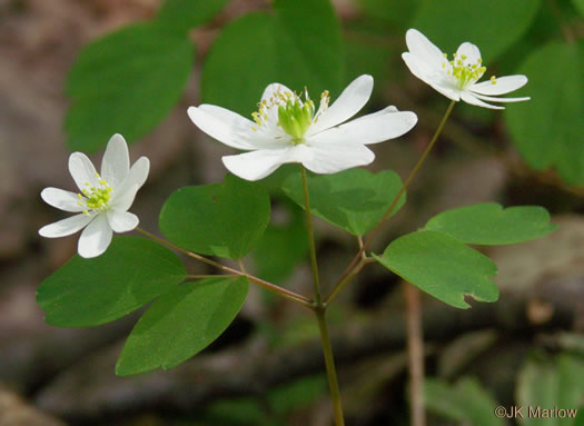 Thalictrum thalictroides, Windflower, Rue-anemone