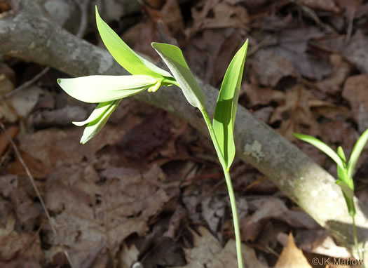 image of Polygonatum biflorum +, Smooth Solomon's Seal