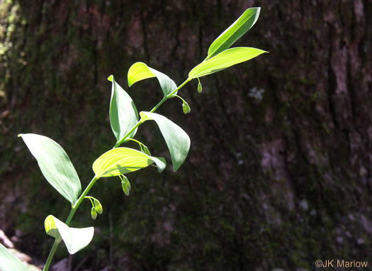 image of Polygonatum biflorum +, Smooth Solomon's Seal