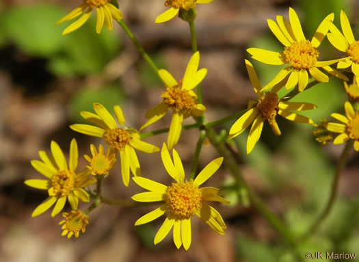 Roundleaf Ragwort