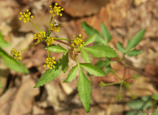 image of Zizia trifoliata, Mountain Golden-Alexanders