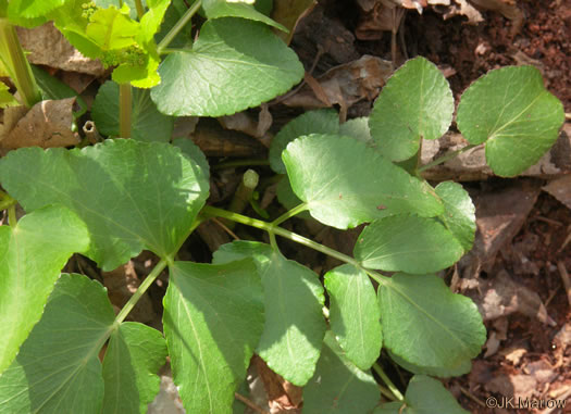 image of Thaspium trifoliatum var. aureum, Yellow Meadow-parsnip, Woodland Parsnip