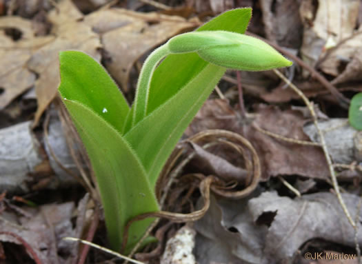 image of Cypripedium acaule, Pink Lady's Slipper, Mocassin Flower