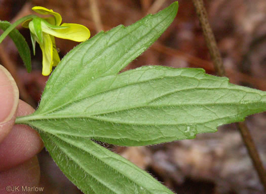 image of Viola tripartita, Threepart Violet, Three-parted Yellow Violet