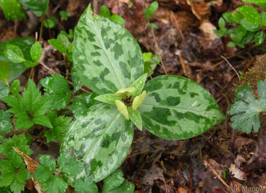 image of Trillium discolor, Pale Yellow Trillium, Faded Trillium, Small Yellow Toadshade, Savannah River Trillium