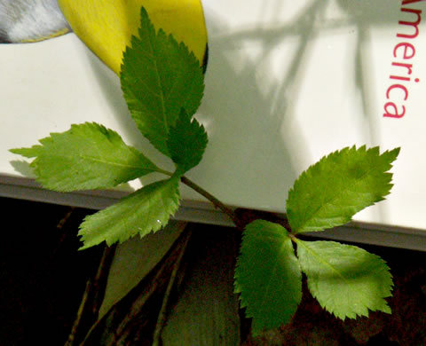 image of Panax quinquefolius, American Ginseng, Sang