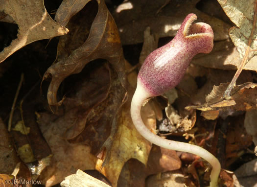 image of Hexastylis arifolia, Little Brown Jug, Arrowhead Heartleaf, Arrowleaf Heartleaf, Pigs