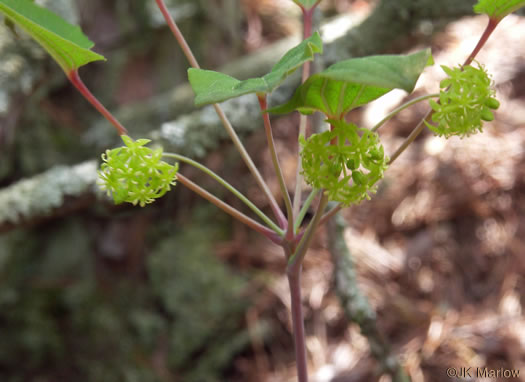 image of Smilax biltmoreana, Biltmore Carrionflower