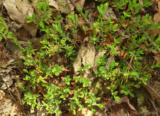 image of Hypericum stragulum, Straggling St. Johnswort, Low St. Johnswort, Creeping St. Andrew's Cross