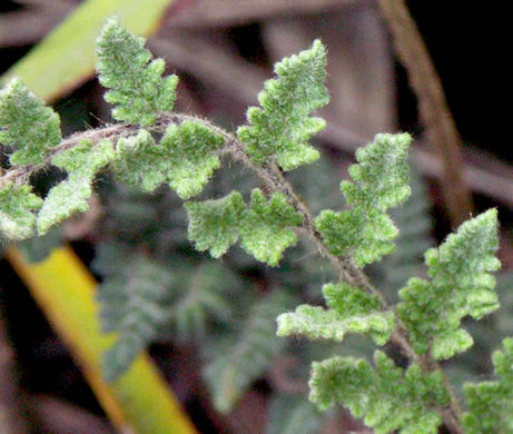 image of Myriopteris tomentosa, Woolly Lipfern