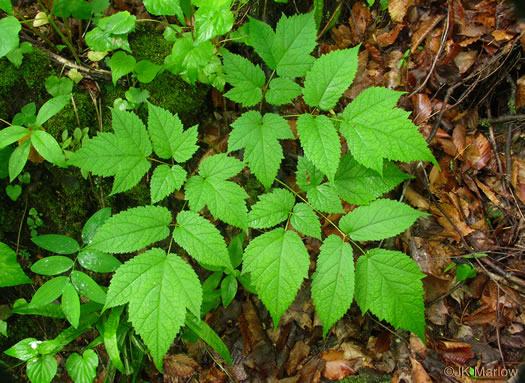 image of Astilbe biternata, Appalachian False Goatsbeard, Appalachian Astilbe