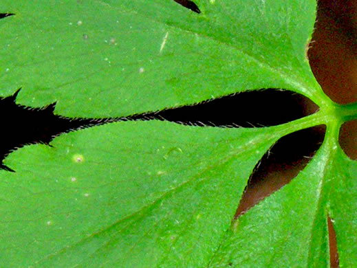 image of Anemone quinquefolia, Wood Anemone